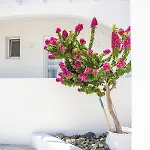 White Passion Afandou