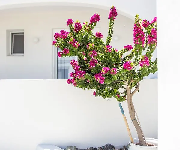 White Passion 아판토우