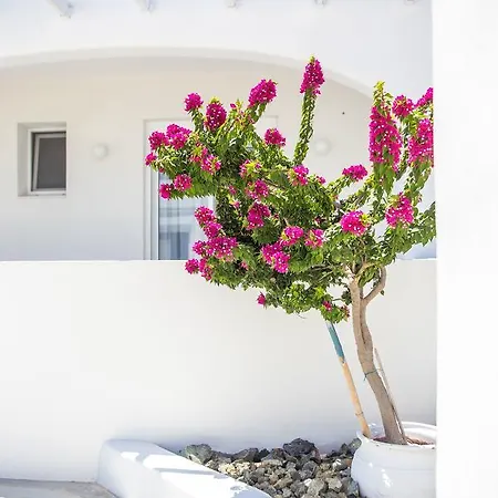 White Passion Afantou